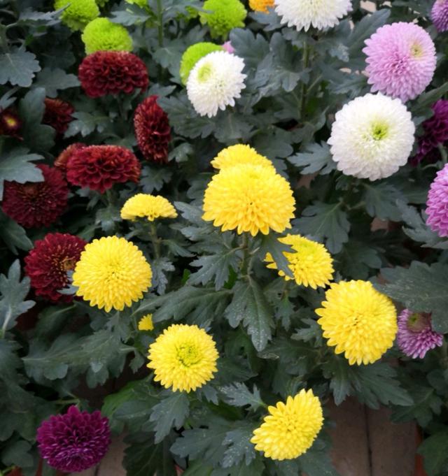春节花卉品种大全大图（百花齐放春意满屋）(56)