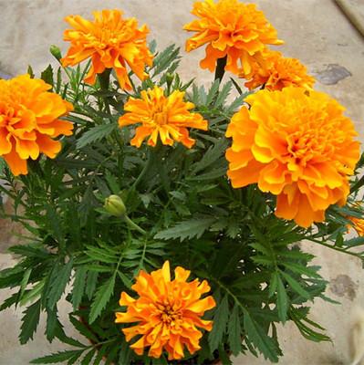 春节花卉品种大全大图（百花齐放春意满屋）(2)