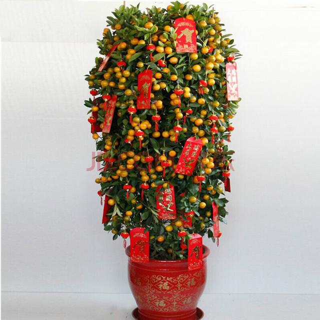 春节花卉品种大全大图（百花齐放春意满屋）(3)