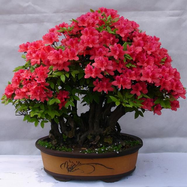 春节花卉品种大全大图（百花齐放春意满屋）(16)