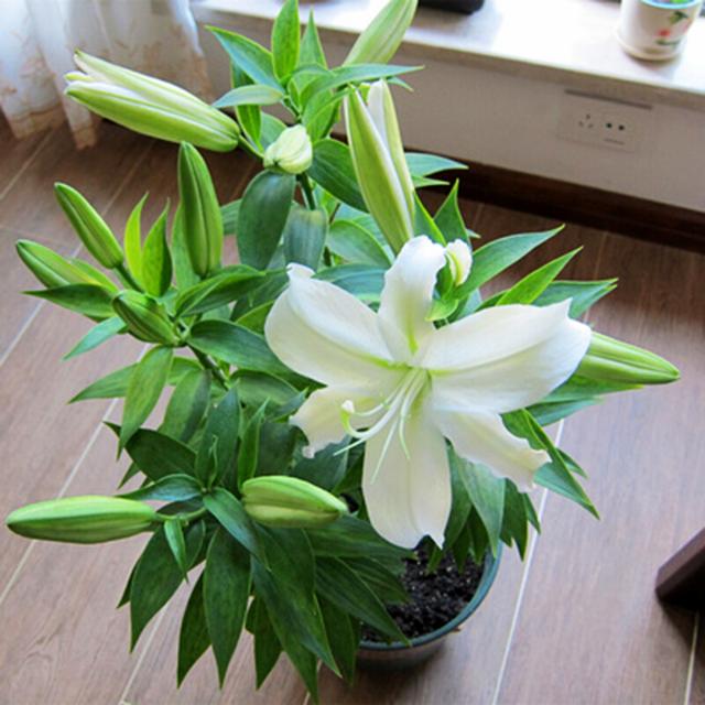 春节花卉品种大全大图（百花齐放春意满屋）(29)