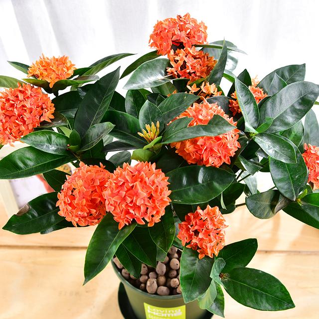 春节花卉品种大全大图（百花齐放春意满屋）(52)