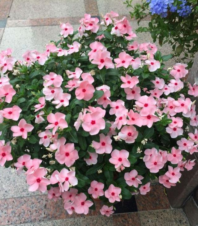 春节花卉品种大全大图（百花齐放春意满屋）(53)