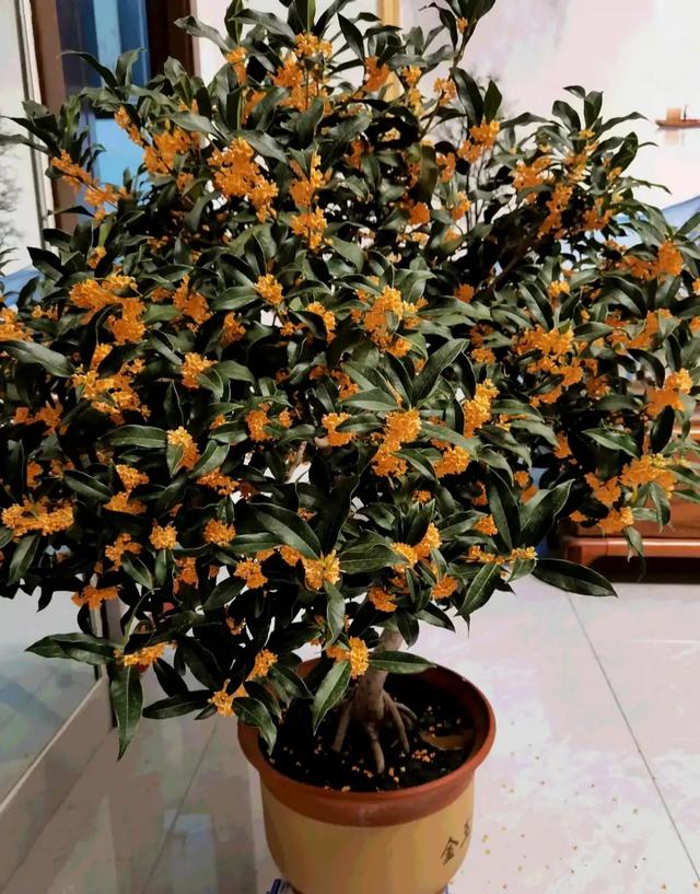 春节花卉品种大全大图（百花齐放春意满屋）(17)