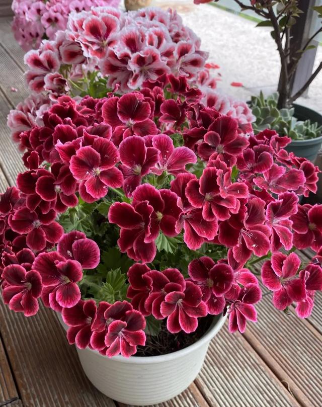 春节花卉品种大全大图（百花齐放春意满屋）(35)