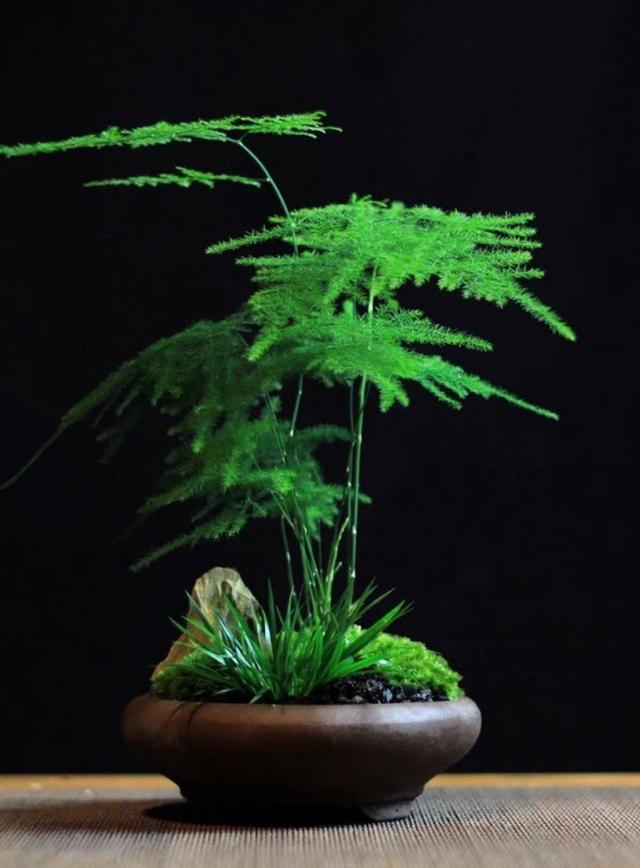 春节花卉品种大全大图（百花齐放春意满屋）(19)