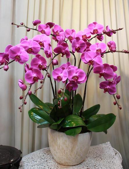 春节花卉品种大全大图（百花齐放春意满屋）(1)