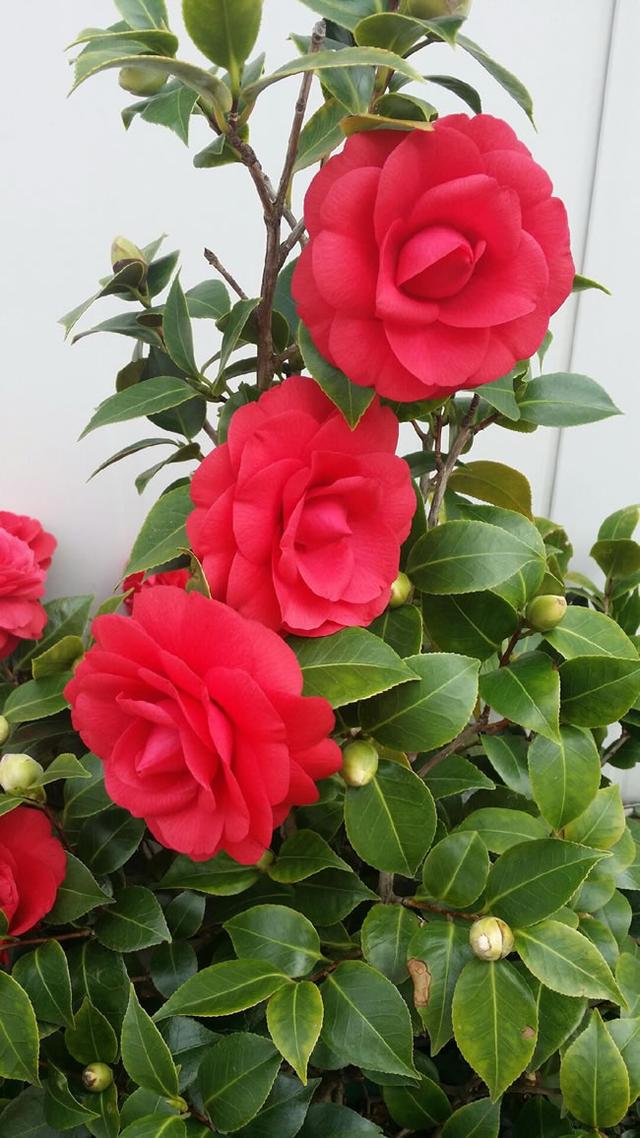 春节花卉品种大全大图（百花齐放春意满屋）(15)