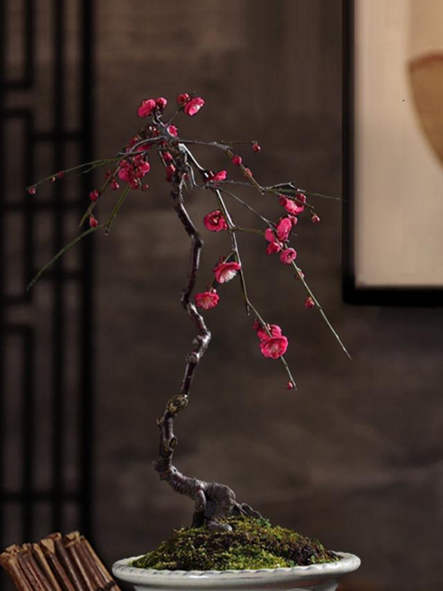 春节花卉品种大全大图（百花齐放春意满屋）(22)