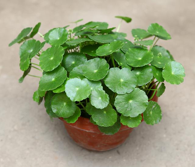 春节花卉品种大全大图（百花齐放春意满屋）(40)
