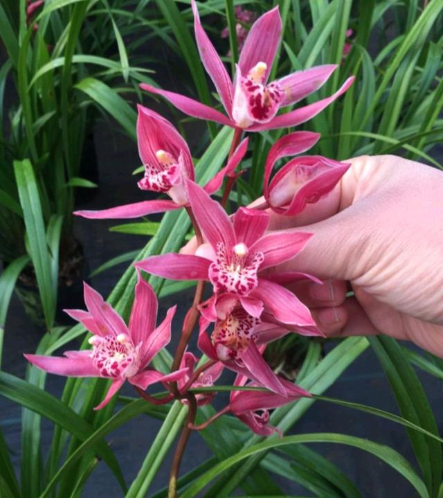 春节花卉品种大全大图（百花齐放春意满屋）(62)