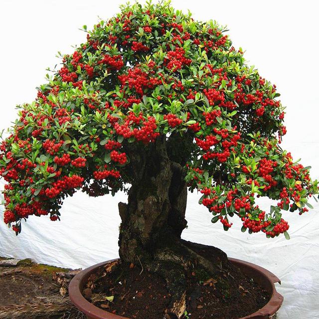 春节花卉品种大全大图（百花齐放春意满屋）(42)