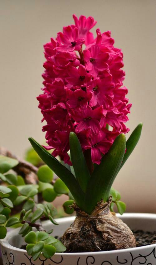 春节花卉品种大全大图（百花齐放春意满屋）(76)