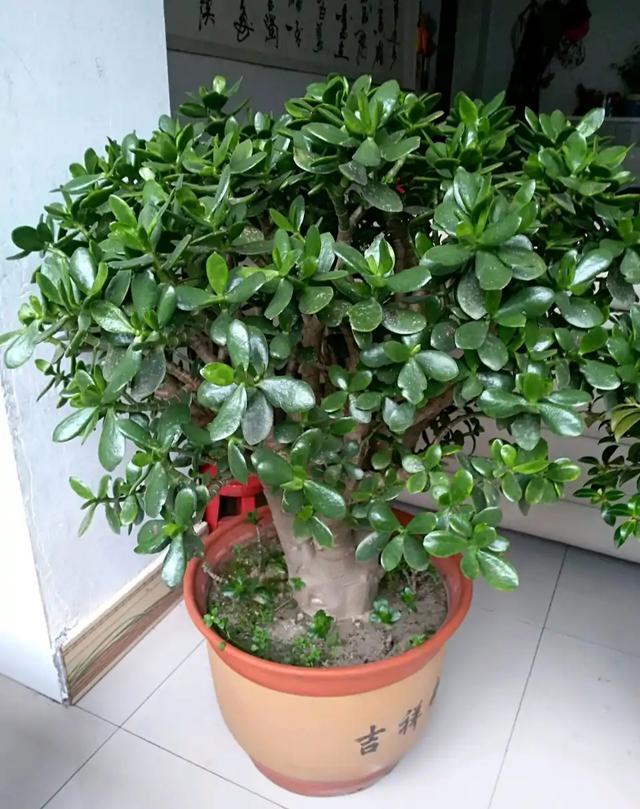 春节花卉品种大全大图（百花齐放春意满屋）(68)