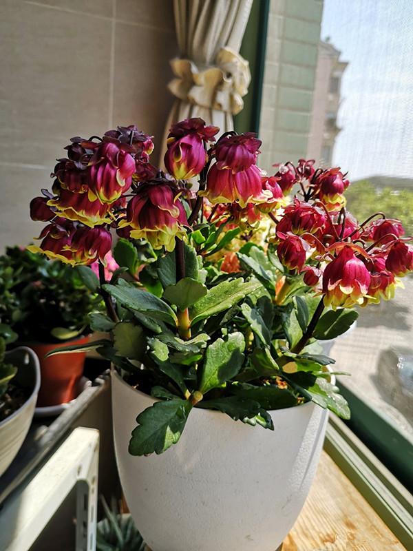 春节花卉品种大全大图（百花齐放春意满屋）(26)