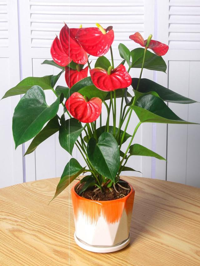 春节花卉品种大全大图（百花齐放春意满屋）(79)