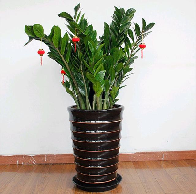 春节花卉品种大全大图（百花齐放春意满屋）(67)
