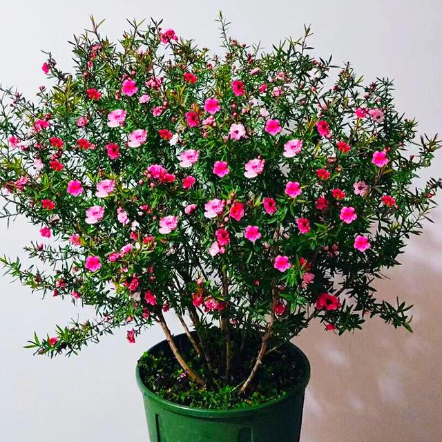 春节花卉品种大全大图（百花齐放春意满屋）(20)
