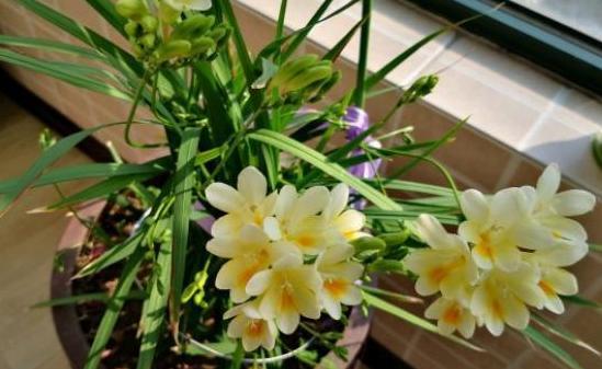 春节花卉品种大全大图（百花齐放春意满屋）(47)