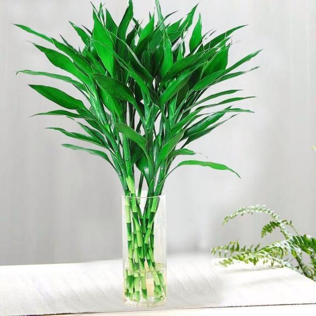 春节花卉品种大全大图（百花齐放春意满屋）(70)