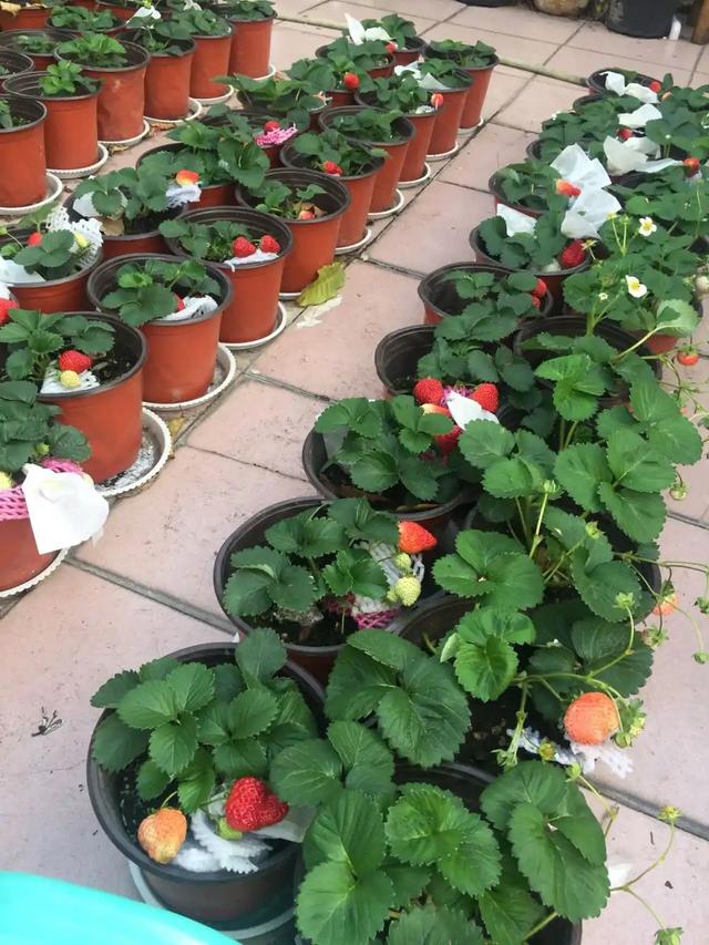春节花卉品种大全大图（百花齐放春意满屋）(46)