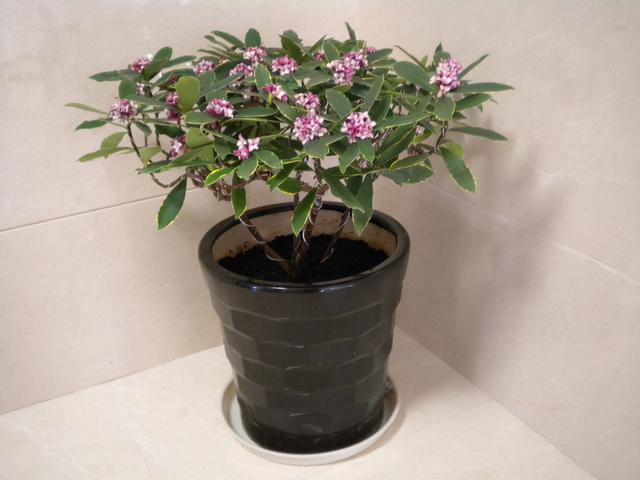 春节花卉品种大全大图（百花齐放春意满屋）(14)