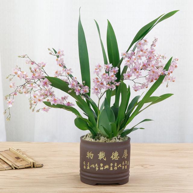 春节花卉品种大全大图（百花齐放春意满屋）(66)