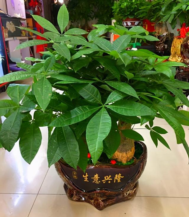 春节花卉品种大全大图（百花齐放春意满屋）(38)