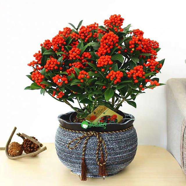 春节花卉品种大全大图（百花齐放春意满屋）(48)