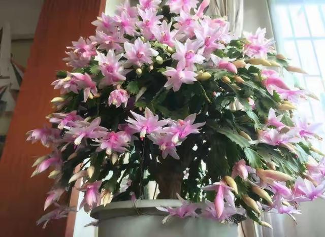 春节花卉品种大全大图（百花齐放春意满屋）(69)