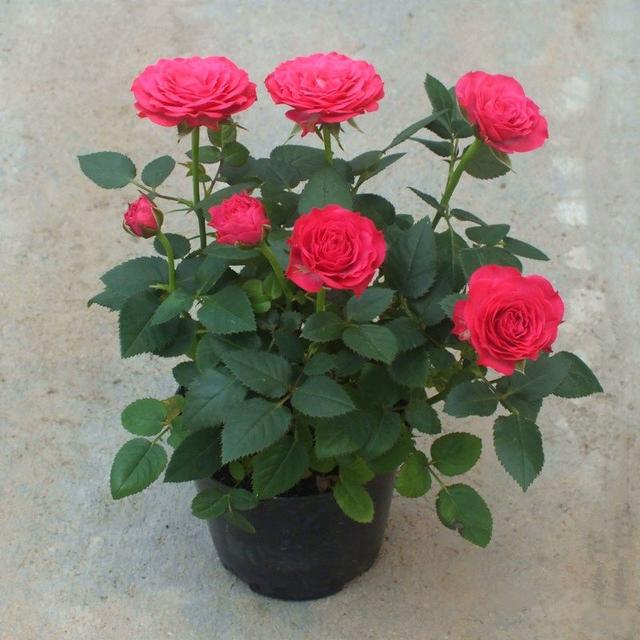春节花卉品种大全大图（百花齐放春意满屋）(59)