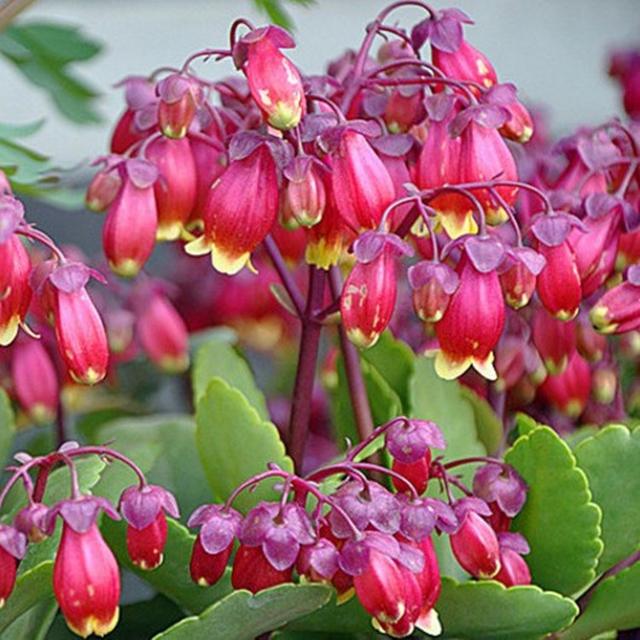 春节花卉品种大全大图（百花齐放春意满屋）(24)