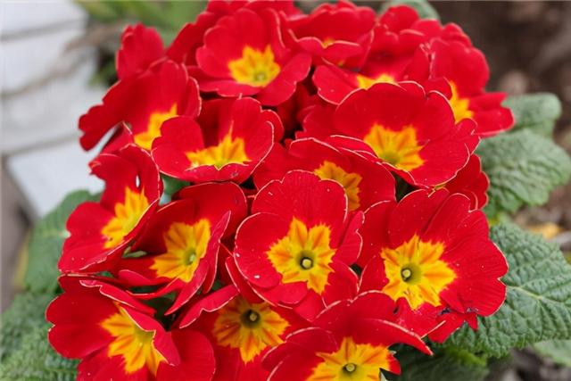 春节花卉品种大全大图（百花齐放春意满屋）(30)