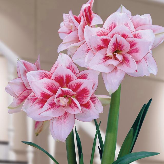 春节花卉品种大全大图（百花齐放春意满屋）(10)