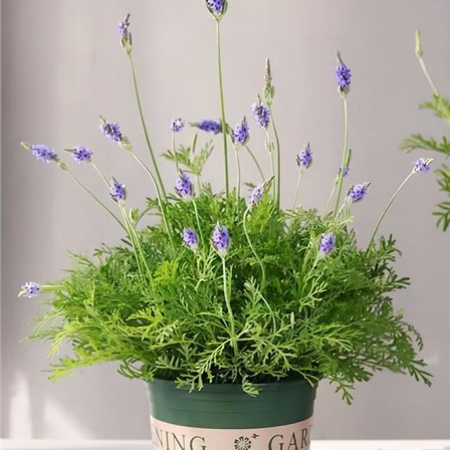 春节花卉品种大全大图（百花齐放春意满屋）(55)