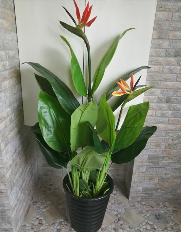 春节花卉品种大全大图（百花齐放春意满屋）(77)