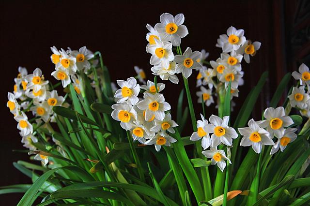 春节花卉品种大全大图（百花齐放春意满屋）(7)