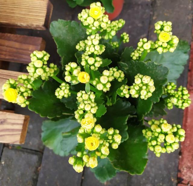 春节花卉品种大全大图（百花齐放春意满屋）(5)