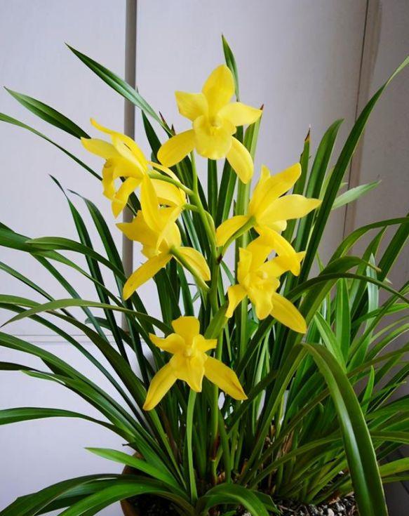 春节花卉品种大全大图（百花齐放春意满屋）(64)