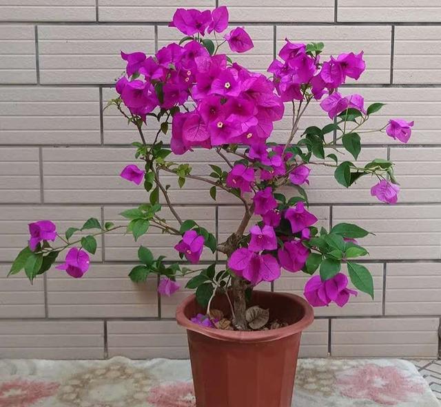 春节花卉品种大全大图（百花齐放春意满屋）(54)