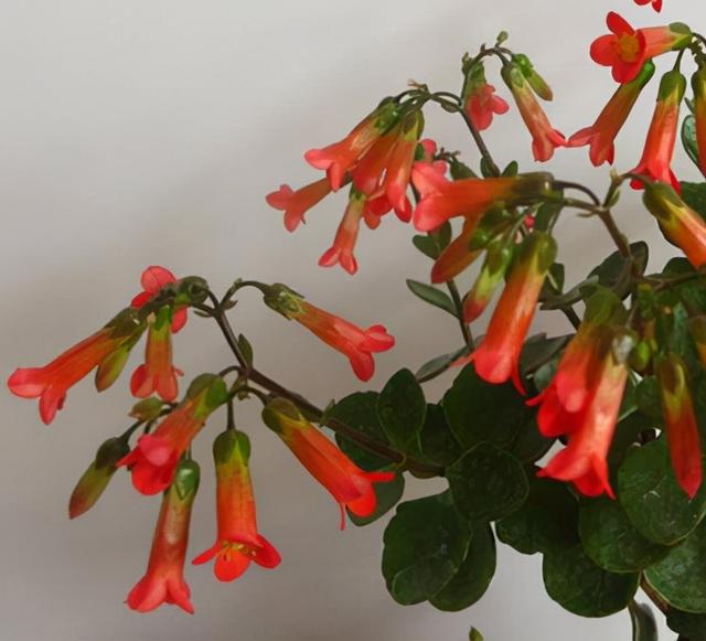 春节花卉品种大全大图（百花齐放春意满屋）(25)