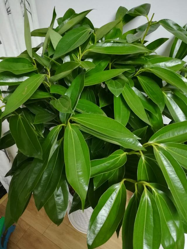 春节花卉品种大全大图（百花齐放春意满屋）(39)