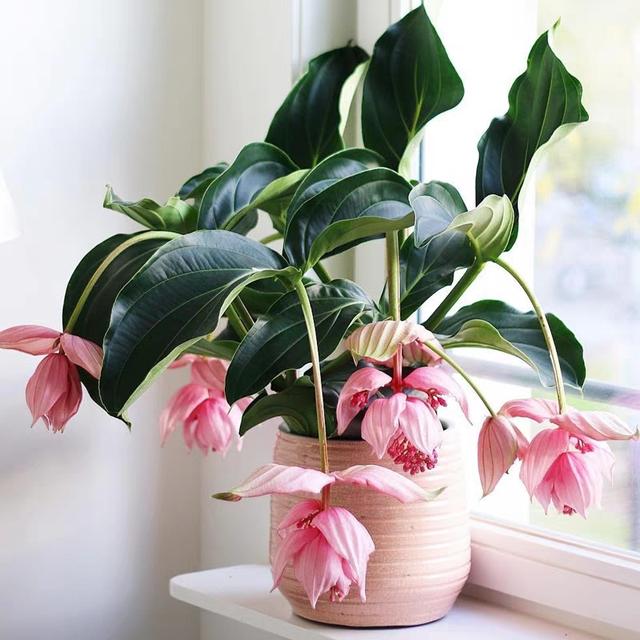 春节花卉品种大全大图（百花齐放春意满屋）(6)