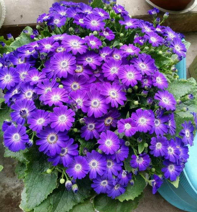 春节花卉品种大全大图（百花齐放春意满屋）(34)
