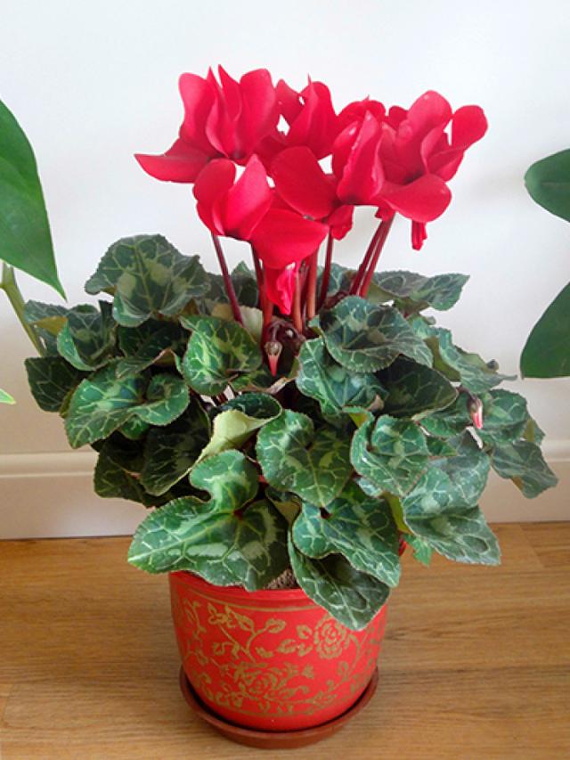 春节花卉品种大全大图（百花齐放春意满屋）(9)