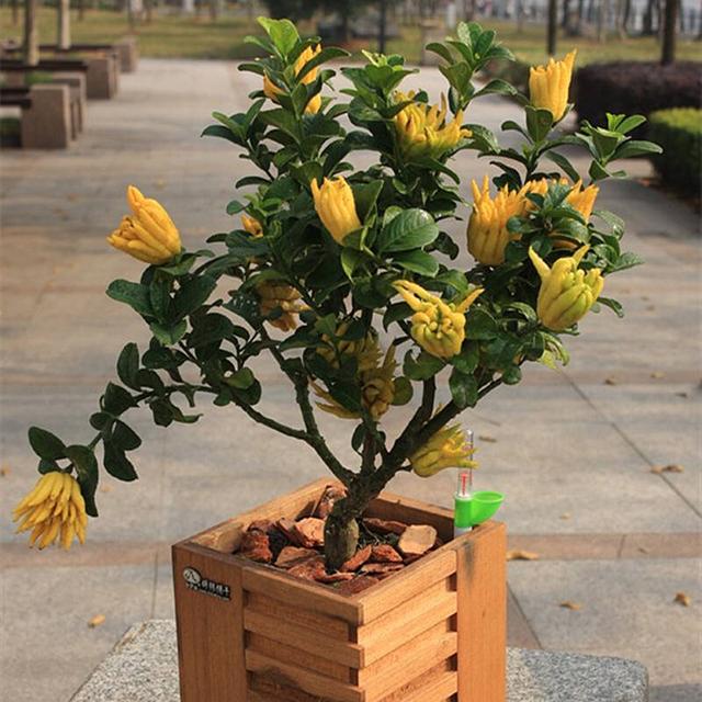 春节花卉品种大全大图（百花齐放春意满屋）(31)