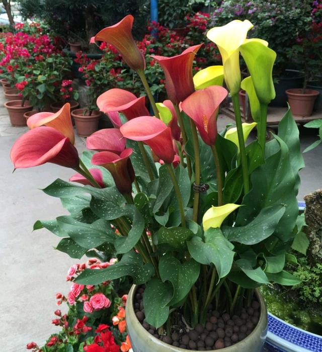 春节花卉品种大全大图（百花齐放春意满屋）(33)