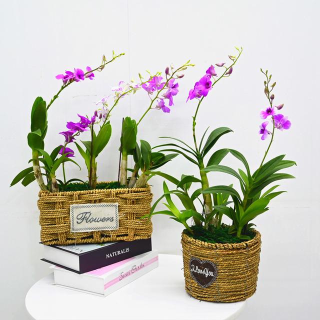 春节花卉品种大全大图（百花齐放春意满屋）(43)