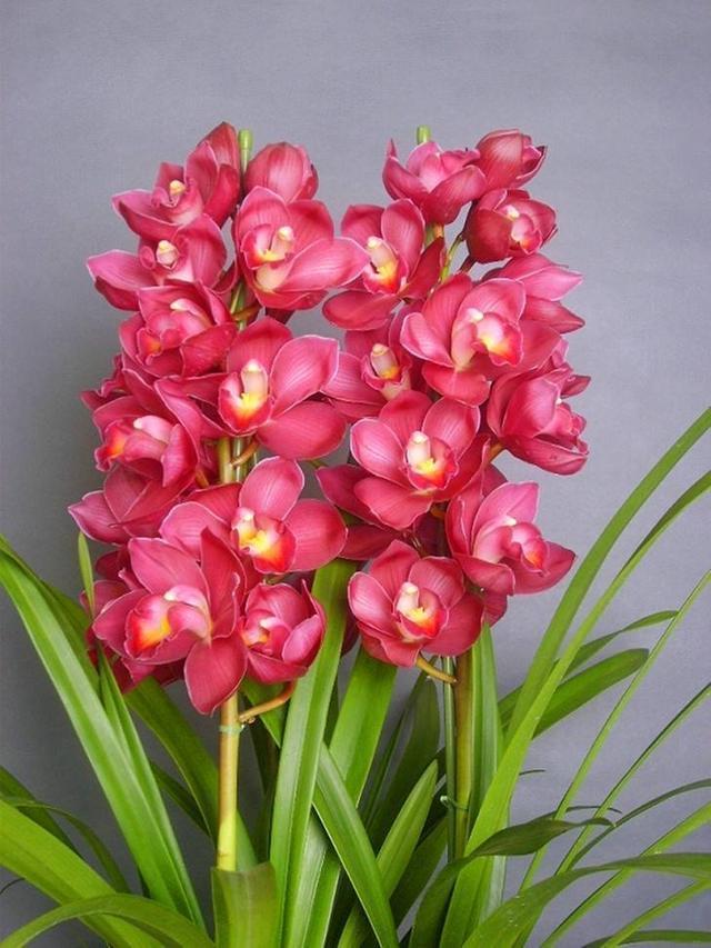春节花卉品种大全大图（百花齐放春意满屋）(61)