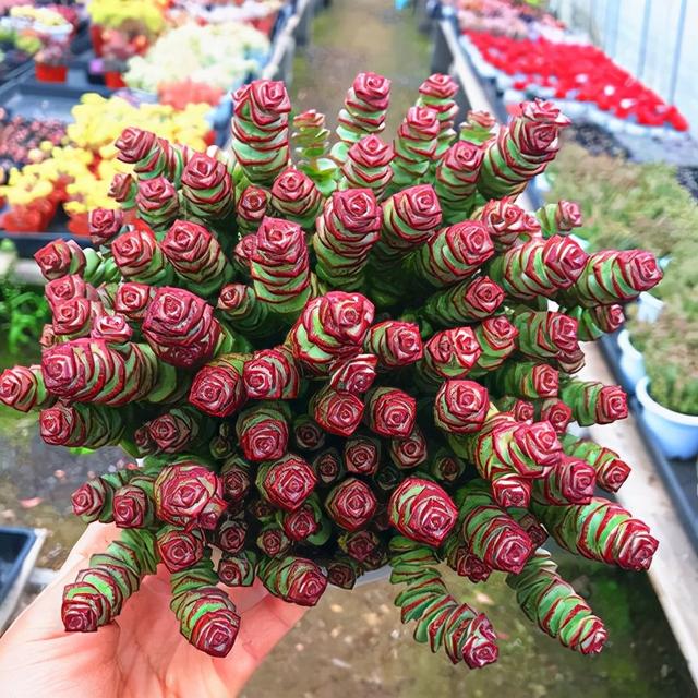 春节花卉品种大全大图（百花齐放春意满屋）(51)